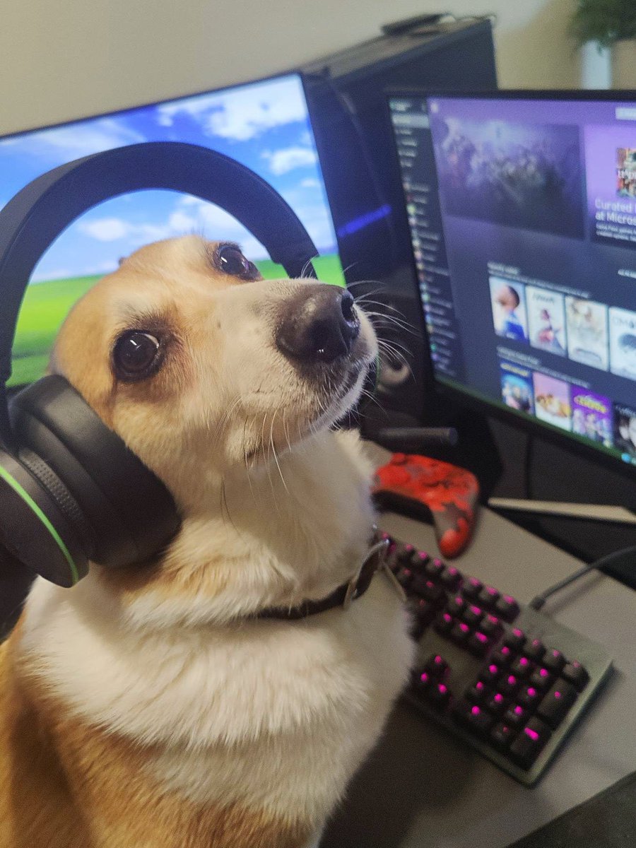 DogsDoAspas's tweet image. Dia 3

Cachorro Gamer🤓
@loud_aspas