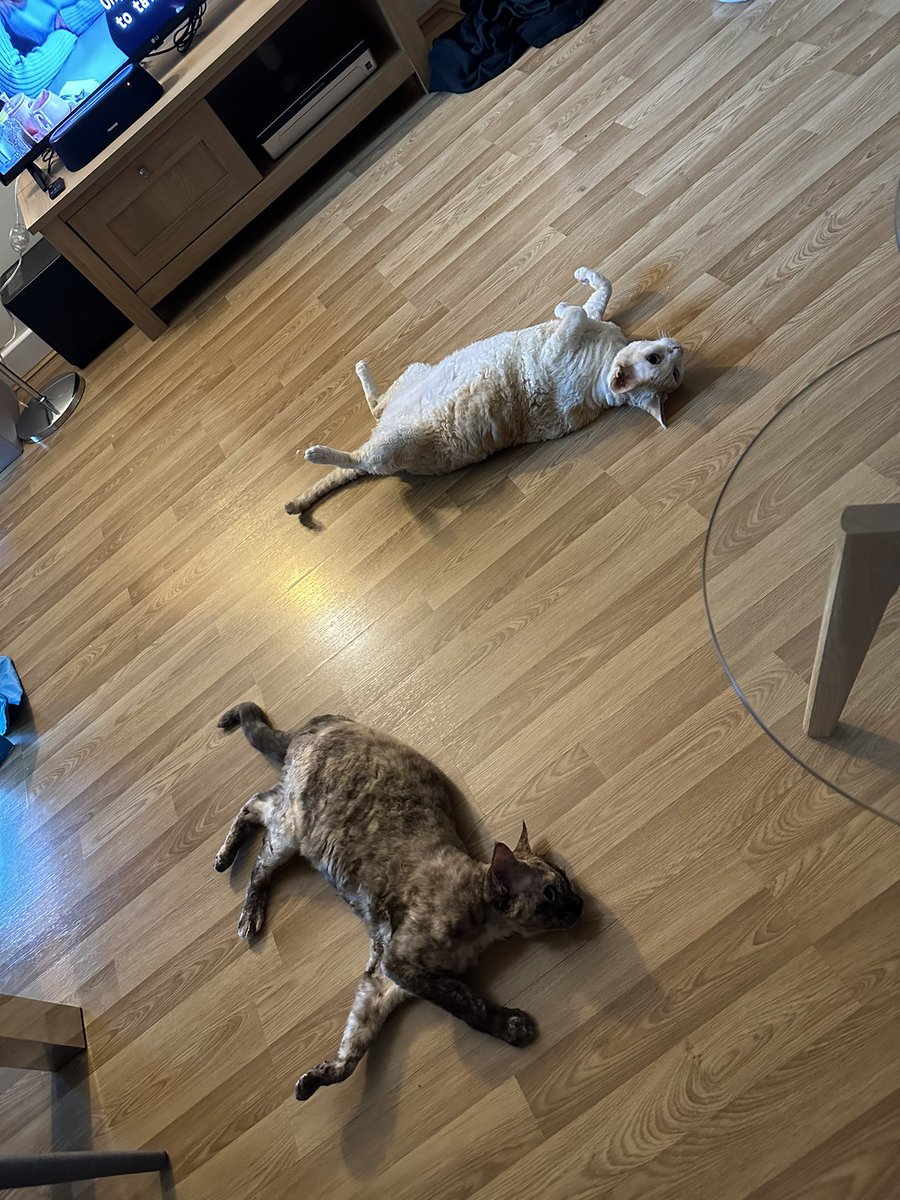 panvslks's tweet image. Gang Gang🔥 1 or 2  #GutterCatGang