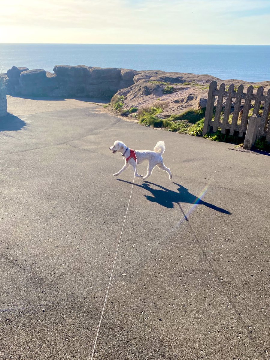 RadioStacey's tweet photo. When you’re so happy ….your paws don’t touch the ground! 🐾❤️ #Blackpool #Prom #FloatingDog #DogsofTwittter #Sunshine https://t.co/Bmkm9HGRPn