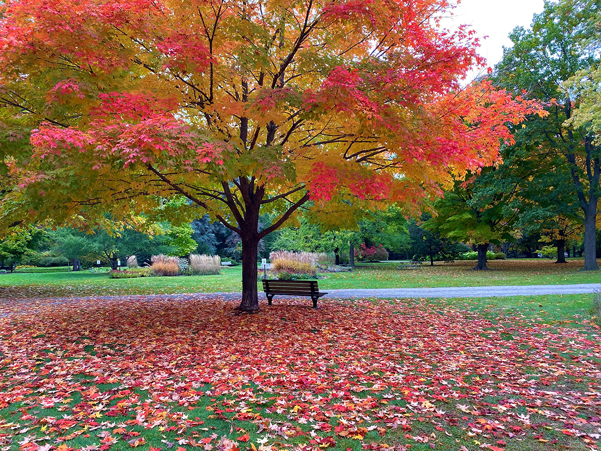 tourismbarrie's tweet photo. The fall colours are incredible this year. 🍁 Get outside and explore! ▶️ https://t.co/RkkHqCKkJN
📍 Sunnidale Park
#visitbarrie #fall #getoutandplay #explorebarrie #scenicbarrie #DiscoverON #brucegreysimcoe #trails https://t.co/exBGYKHgEV