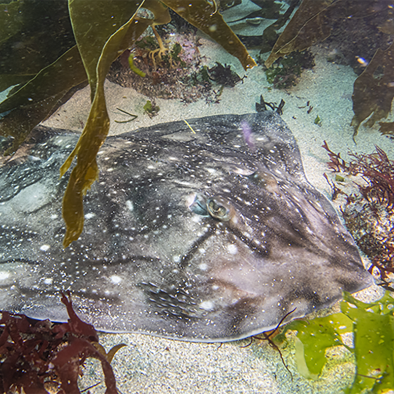 FBiodiversidad's tweet photo. El proyecto #iGENTAC desarrollado por @IIM_CSIC ha logrado monitorizar especies en áreas marinas protegidas mediante el uso de herramientas innovadoras como la inteligencia artificial, el #DeepLearning o la telemetría acústica.

 #ProyectosFB #Pleamar