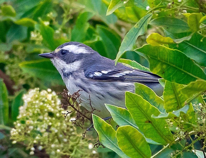 Back in La Jolla Female or juvenile Black-throated Gray Warbler around the yard.