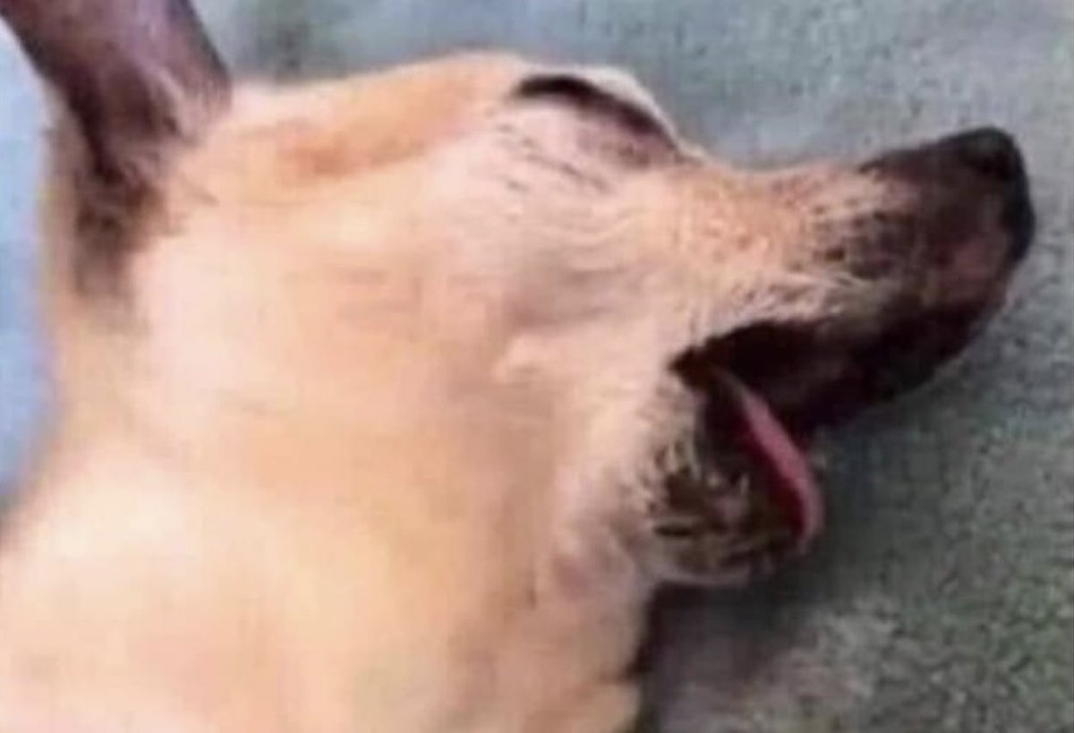 TheAfolaranmi's tweet photo. "food gives u energy"

me after eating: https://t.co/LR4ZNHDcKw