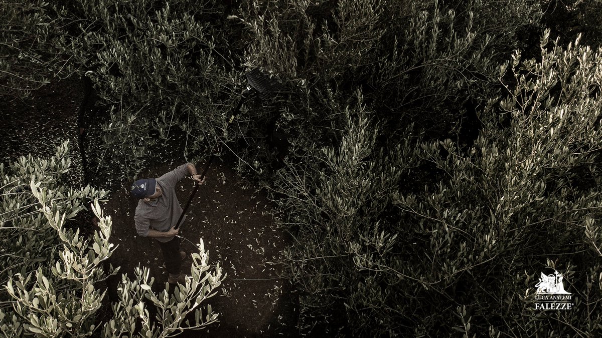Falezze's tweet photo. 🫒 Inizio della raccolta delle olive in Falezze.
🫒 The beginning of the olive harvest in the Falezze area.
#olive #oliveharvest #Falezze #harvesttime #harvest2022 https://t.co/55DTaME3YG