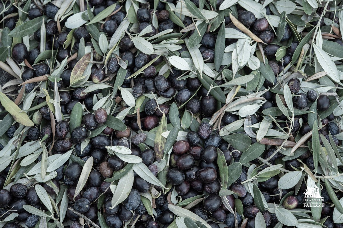 Falezze's tweet photo. 🫒 Inizio della raccolta delle olive in Falezze.
🫒 The beginning of the olive harvest in the Falezze area.
#olive #oliveharvest #Falezze #harvesttime #harvest2022 https://t.co/55DTaME3YG