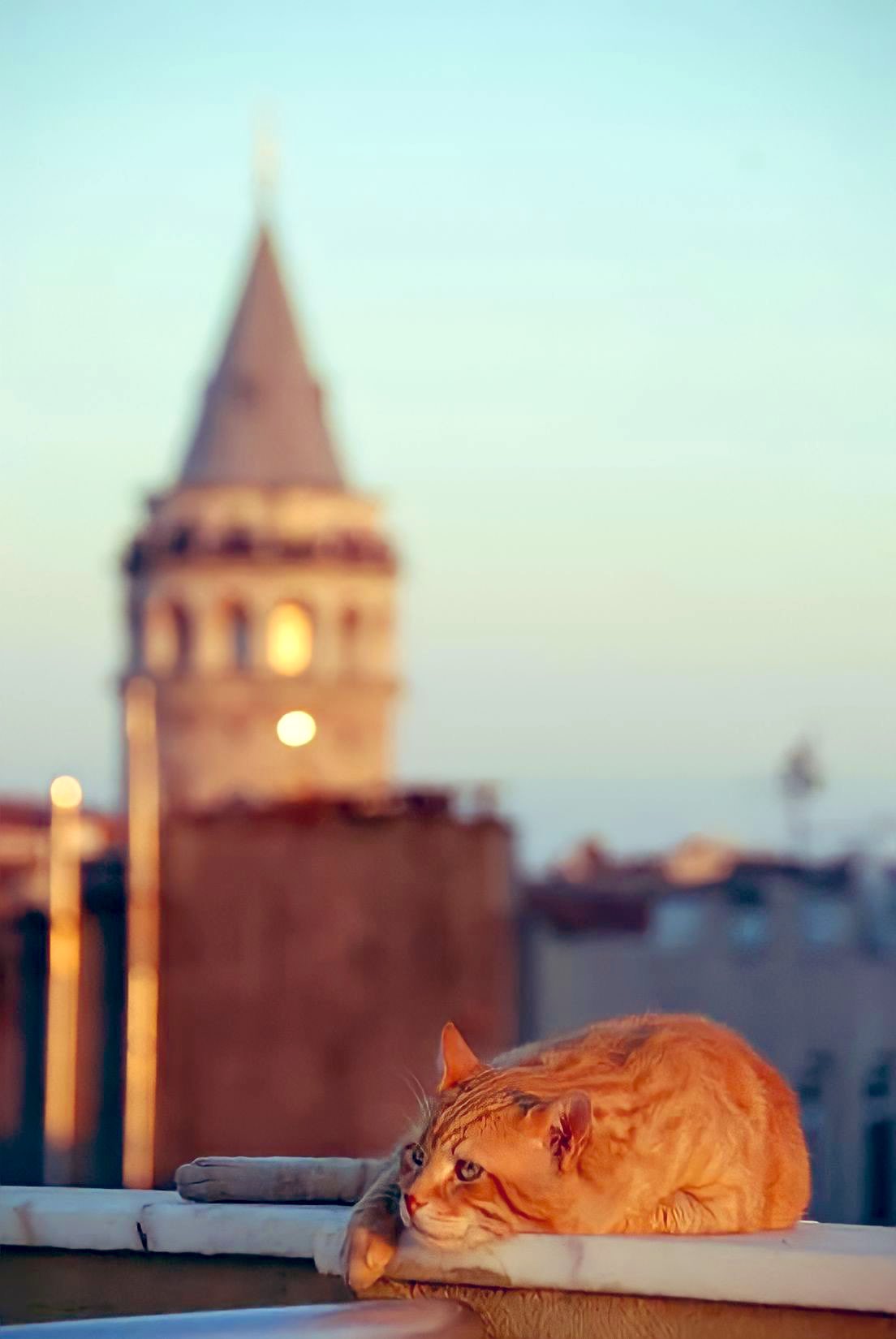 Стамбульские кошки