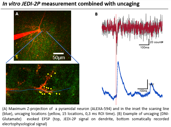 #Uncaging ( DNI-Glutamate)  + #voltageimaging ( JEDI-2P). 3D in vitro #2pimaging.  It would be nice to image the distal part of the dendrites and understand better dendritic signals by looking at voltage changes directly. 
COME TO BOOTH 335 @SfN_Events