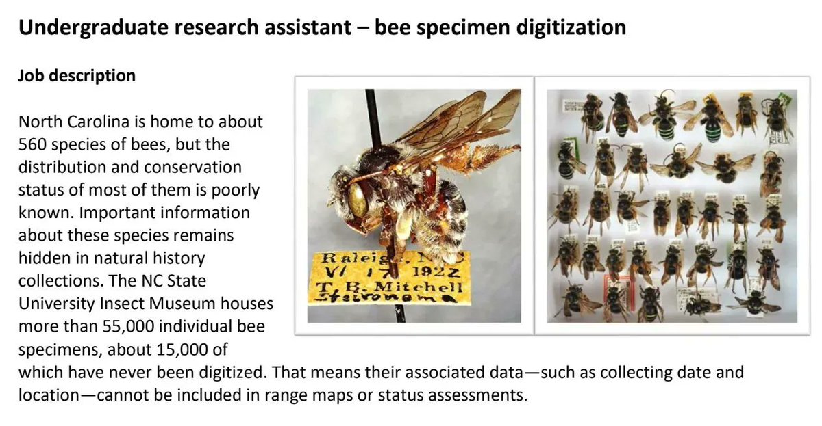 NC State Applied Ecology (@ncstateaec) on Twitter photo Elsa and Becky are looking to hire an undergraduate research assistant to digitize bees. Yep, you read that right. Must be an NC State undergrad, 6-15hrs/week at $12/hr: buff.ly/3ygKmY1 <a href="/NCStateCALS/">NC State College of Agriculture and Life Sciences</a> Elsa and Becky are looking to hire an undergraduate research assistant to digitize bees. Yep, you read that right. Must be an NC State undergrad, 6-15hrs/week at $12/hr: buff.ly/3ygKmY1 <a href="/NCStateCALS/">NC State College of Agriculture and Life Sciences</a>