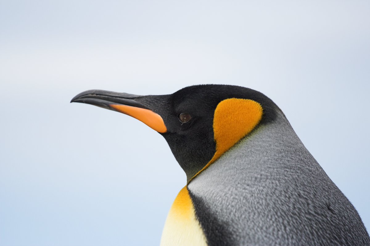 Dr Hamish Pritchard of <a href="/BAS_News/">British Antarctic Survey 🐧</a> and #FrozenPlanet2 finale will join the panel hosted by <a href="/MagicMagid/">🚀MΛG!D</a>  at the Crucible  on Friday to discuss climate change and the issues raised in #TheContingencyPlan
Find out more: bit.ly/3CZSU8u -Free event
Photo: T Burton/ <a href="/coldhouse_/">Coldhouse</a>