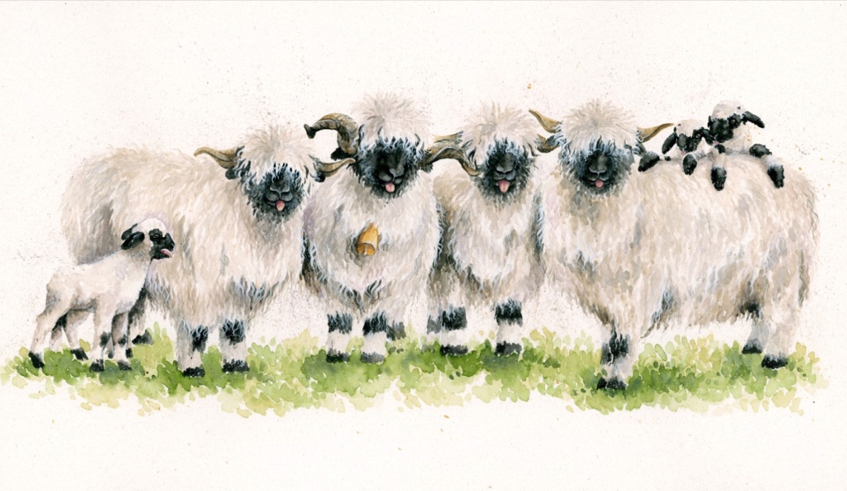 theventgallery's tweet photo. No Ewe turns here.... - https://t.co/ZJcftr5qId ... but maybe a little sheepish behaviour..... #valaisblacknosesheepavailableintheuk #valaisblacknosesheep @valaisblacknosesheep #valaisblacknose #cutestsheepintheworld #theeventgallery #sheep #livestock #valaisblacknosesheepsociety https://t.co/QJoQO77C7p