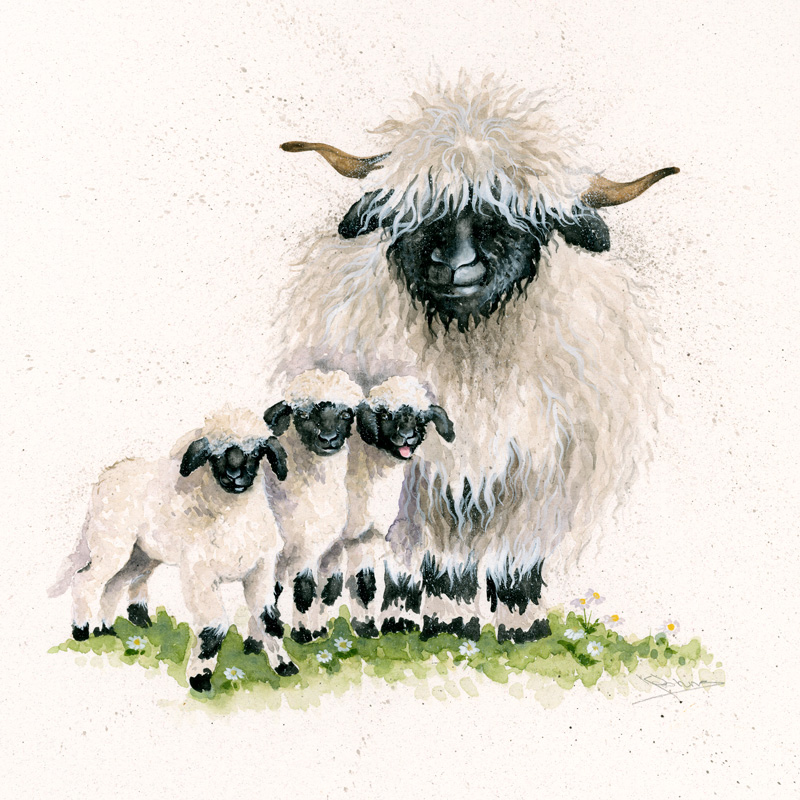 theventgallery's tweet photo. No Ewe turns here.... - https://t.co/ZJcftr5qId ... but maybe a little sheepish behaviour..... #valaisblacknosesheepavailableintheuk #valaisblacknosesheep @valaisblacknosesheep #valaisblacknose #cutestsheepintheworld #theeventgallery #sheep #livestock #valaisblacknosesheepsociety https://t.co/QJoQO77C7p