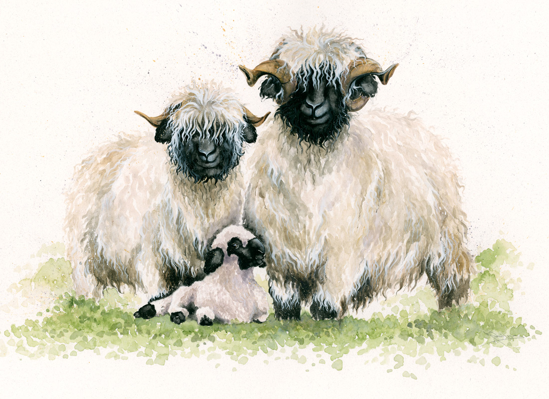 theventgallery's tweet photo. No Ewe turns here.... - https://t.co/ZJcftr5qId ... but maybe a little sheepish behaviour..... #valaisblacknosesheepavailableintheuk #valaisblacknosesheep @valaisblacknosesheep #valaisblacknose #cutestsheepintheworld #theeventgallery #sheep #livestock #valaisblacknosesheepsociety https://t.co/QJoQO77C7p