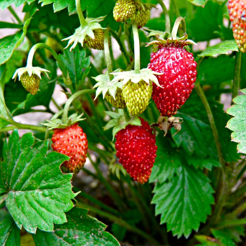 orientru's tweet image. Холодает... А в саду дозревает последняя земляника...