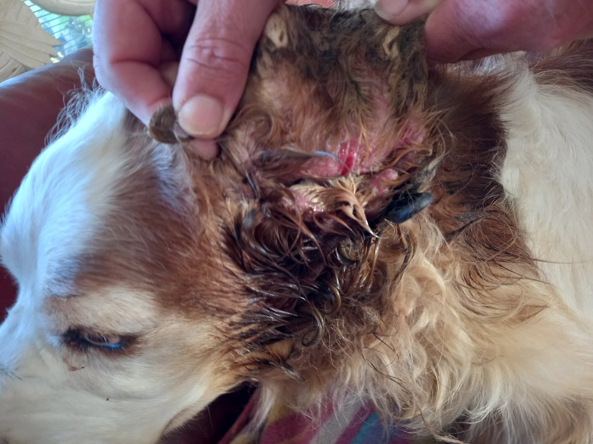 Vandaag deze springerspaniel in een woning aangetroffen met ernstige onbehandelde oorontsteking. Eigenaar is bestuurdwang aangezegd en zal nu wel de hond door een dierenarts laten behandelen. Voortgang wordt in de gaten gehouden.<a href="/RVO_Nederland/">Rijksdienst voor Ondernemend Nederland</a> <a href="/Inspectie_LID/">Landelijke Inspectiedienst Dierenwelzijn</a> <a href="/Meldpunt144/">Meldpunt 144</a>