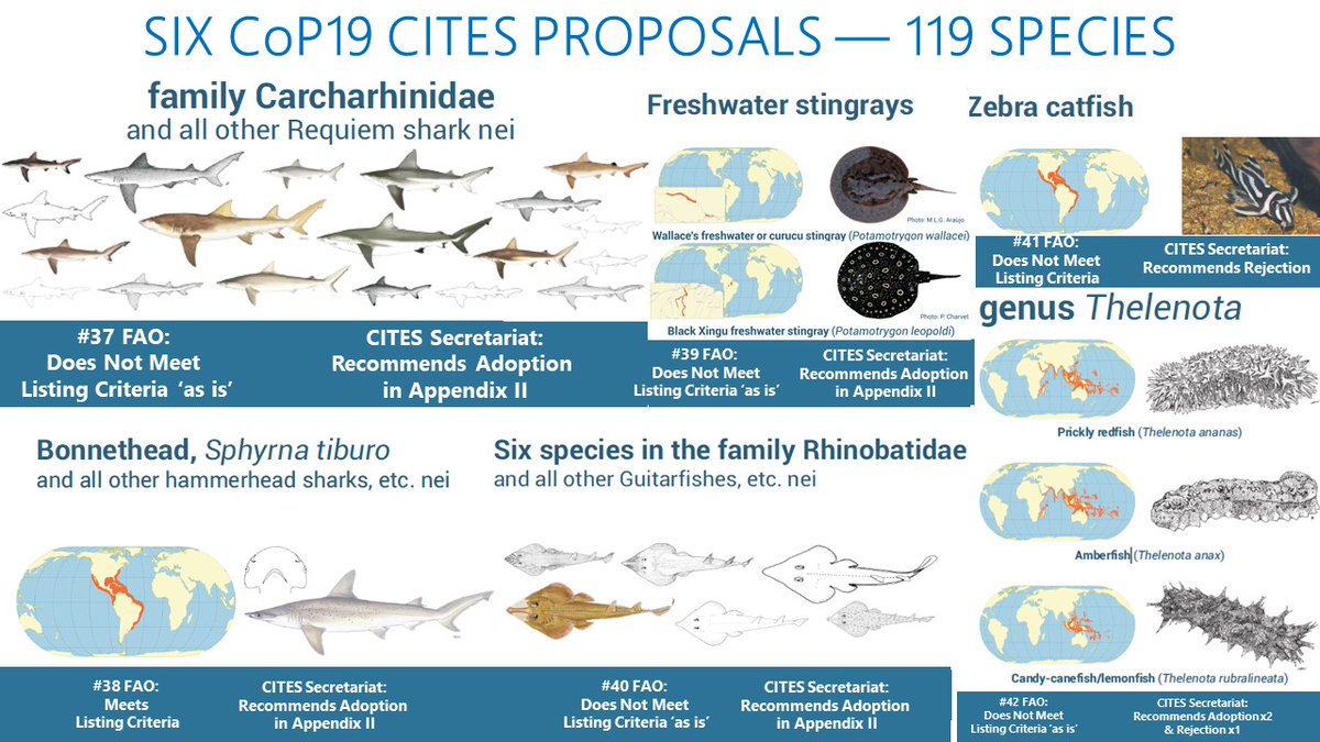 kimfriedmans's tweet photo. Secretariat of @CITES recommendations re proposals for listing of commercially exploited aquatic species at @CITESCoP19

https://t.co/OsrFm2g2Nl

Where in CITES texts does it mandate or require the Secretariat to give recommendations of whether to adopt or reject proposals? https://t.co/J2FIbtXj9b