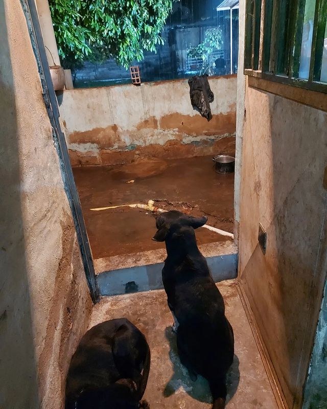 Sometimes it crosses my mind that they thought when they saw everything that happened, the black since he entered he sat down to look outside and he hasn't gotten up from there, let it go through his mind

Due to the heavy rains we are left without part of the shelter 💔💔😭