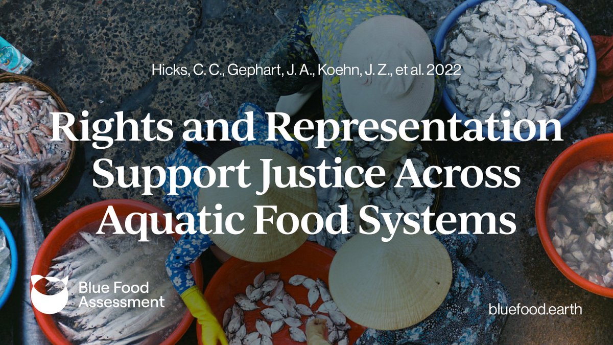 BlueFoodFutures's tweet photo. Blue foods can be a vital source of livelihoods &amp; nutrition, which can help address malnutrition around the world. 

However, as our #NewPaper examines, achieving this potential requires policies that can steer #BlueFood systems toward justice. 🔗 https://t.co/jMflD42fiG https://t.co/vECRJjRvZz