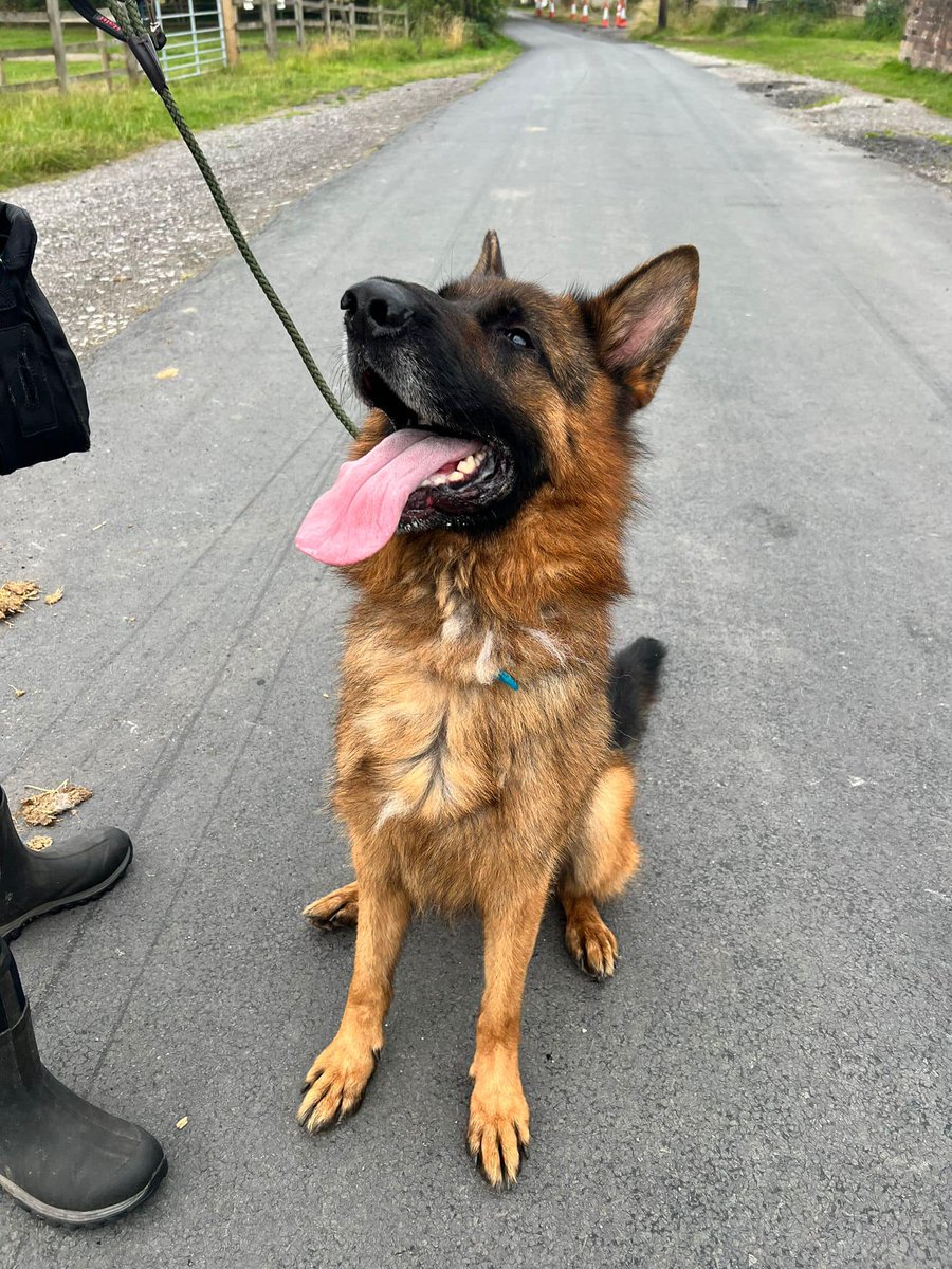 gsrescueelite's tweet photo. #Dosg adopted in September - Vera, Jack, Hansel, Sasha, Ronnie, Frank and Saba ❤️ Thank you for helping us find forever homes 🏡
#GermanShepherd #AdoptDontShop #RescueDogs https://t.co/oLvlT6a6Yf