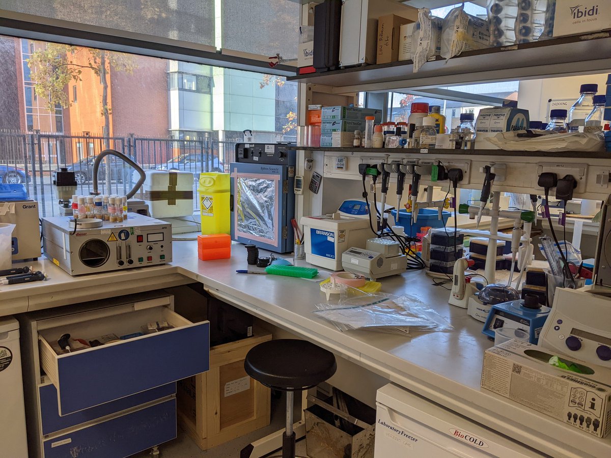 Hungry Tissue Lab tweet media