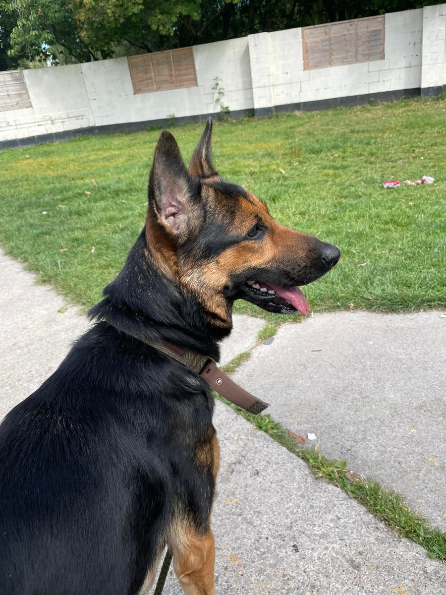gsrescueelite's tweet photo. #Dosg adopted in September - Vera, Jack, Hansel, Sasha, Ronnie, Frank and Saba ❤️ Thank you for helping us find forever homes 🏡
#GermanShepherd #AdoptDontShop #RescueDogs https://t.co/oLvlT6a6Yf