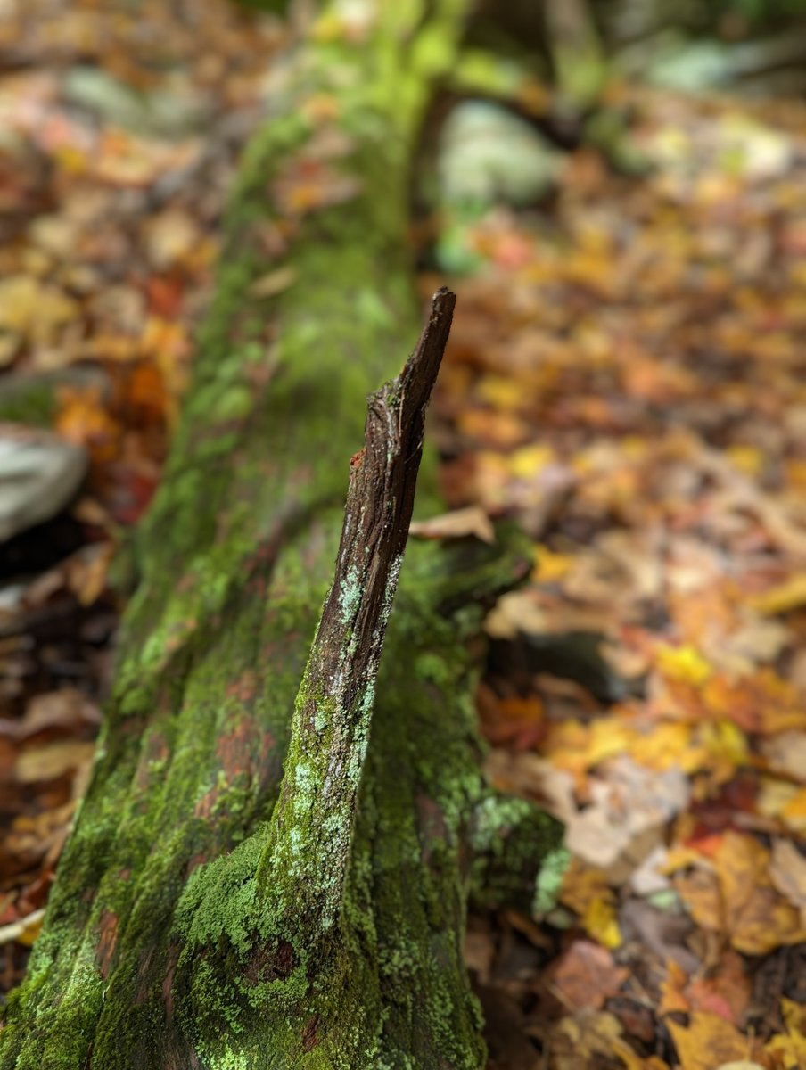 Lenny_Bons's tweet photo. #potraitmode #pixel7pro took a little photo walk. #teampixel #giftfromgoogle #ad #pixel7pro @GooglePixel_US https://t.co/wzL0EeCRRV