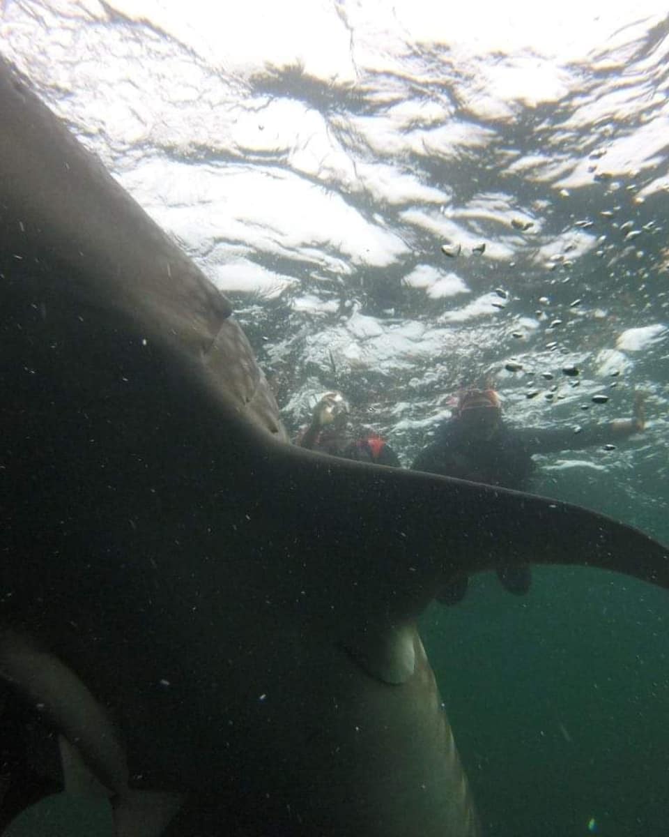 XdichiX's tweet photo. @samsungID #BestMomentOfLife ketika mimpiku sedari kecil ingin berenang bersama Whale Shark 🦈 di Talisayan, Derwan, Balikpapan terwujud. Apalagi bisa snorkling bareng ubur2 jinak di Kakaban Island hanya ada dua spot didunia!! Amazed! Sama keindahannya @tjiktao @sarsayfa #SamsungBestMoment https://t.co/7Gu8c5aGrf