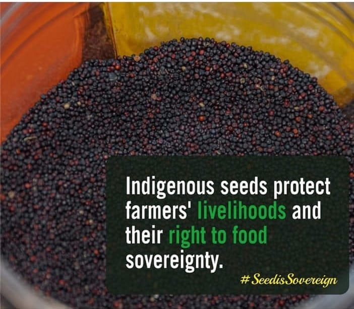 impact_afrika's tweet photo. Indigenous seeds protect farmers' livelihoods and their right to food sovereignty encouraging farmers to select, save and share the lost indigenous seeds while supporting them to have community seed banks is an approach that supports livelihoods https://t.co/mVR898dplM