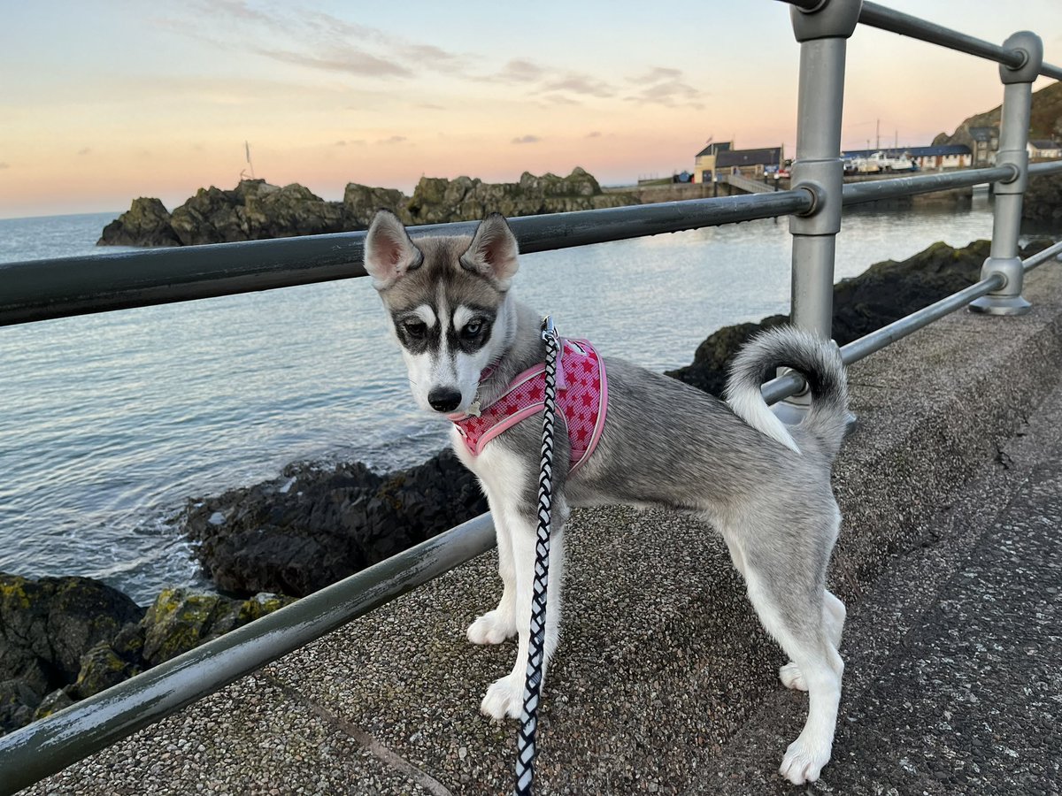 Sits better than the kids for a picture! 🐾