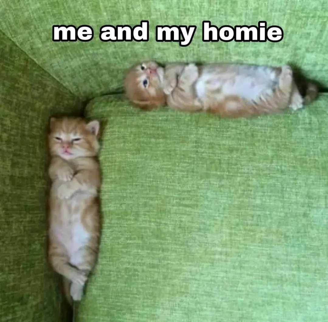 DontShowYourCat tweet picture