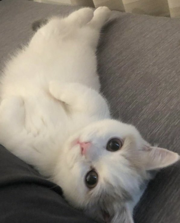 linoascats's tweet photo. https://t.co/4J1c6HqwOJ