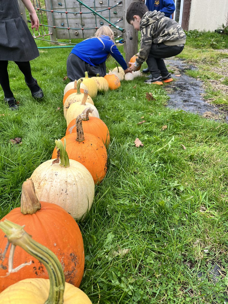 Today, our ‘Outdoor Explorers’ have harvested the pumpkins from our school garden! We have ordered our findings by size and have practiced our measuring and recording using a tape measure. Well done everyone!! 🎃