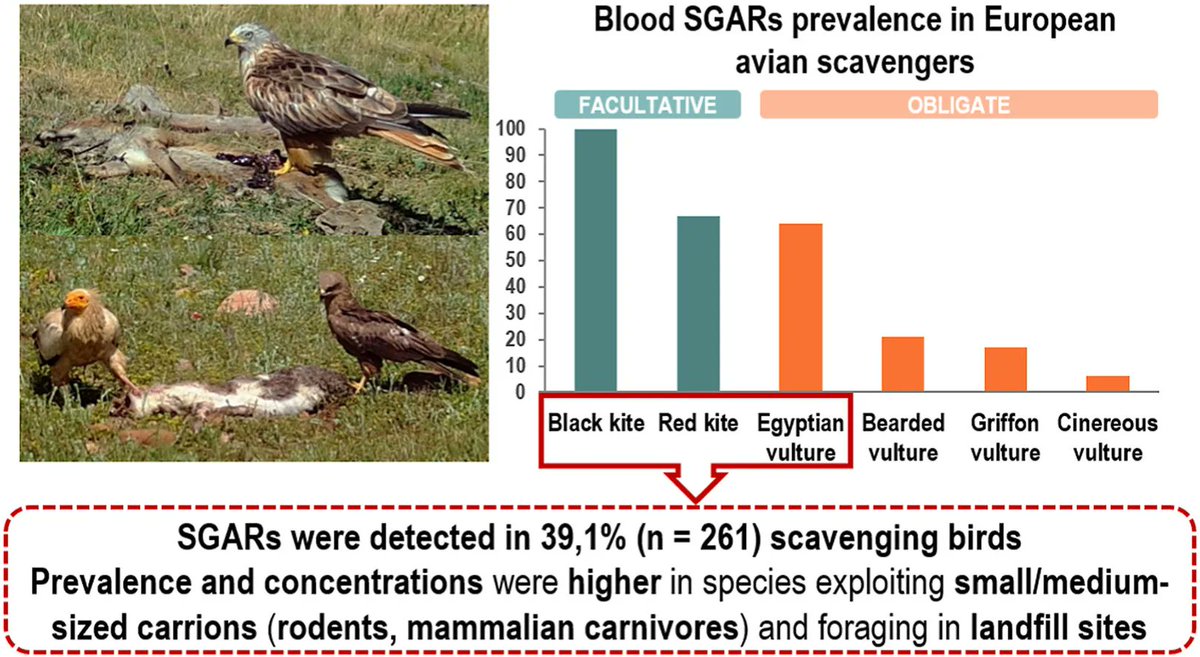 NEW PAPER in #ornithology shows the exposure of #raptors and #vultures to #rodenticides in Spain: buff.ly/3eGkheu