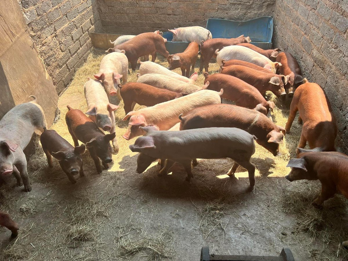 SphiweMashiyane's tweet photo. Weaners for sale(7 weeks old)
R750 each 
Nigel, Gauteng
0817362200 https://t.co/T82ujXD8Bq