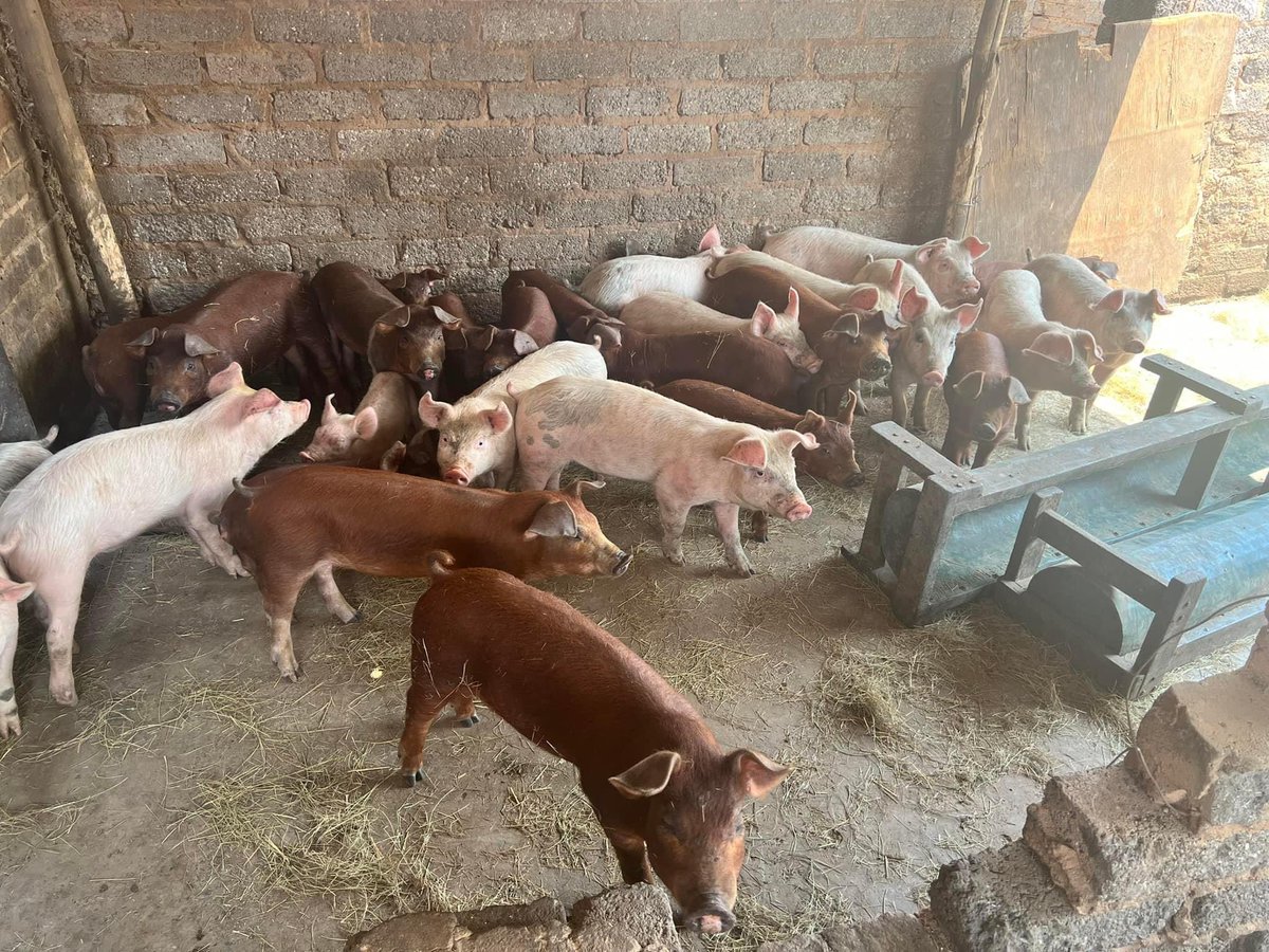 SphiweMashiyane's tweet photo. Weaners for sale(7 weeks old)
R750 each 
Nigel, Gauteng
0817362200 https://t.co/T82ujXD8Bq