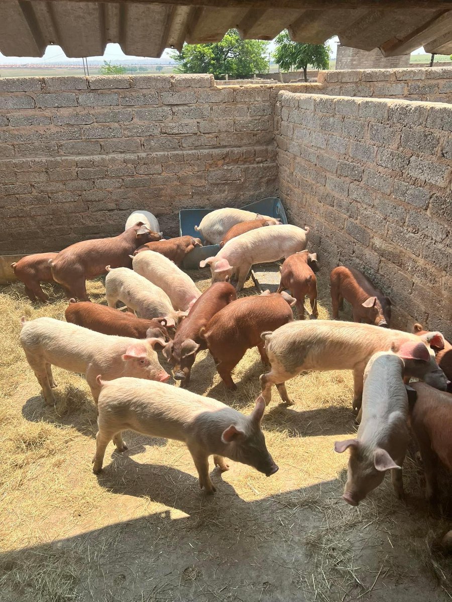 SphiweMashiyane's tweet photo. Weaners for sale(7 weeks old)
R750 each 
Nigel, Gauteng
0817362200 https://t.co/T82ujXD8Bq