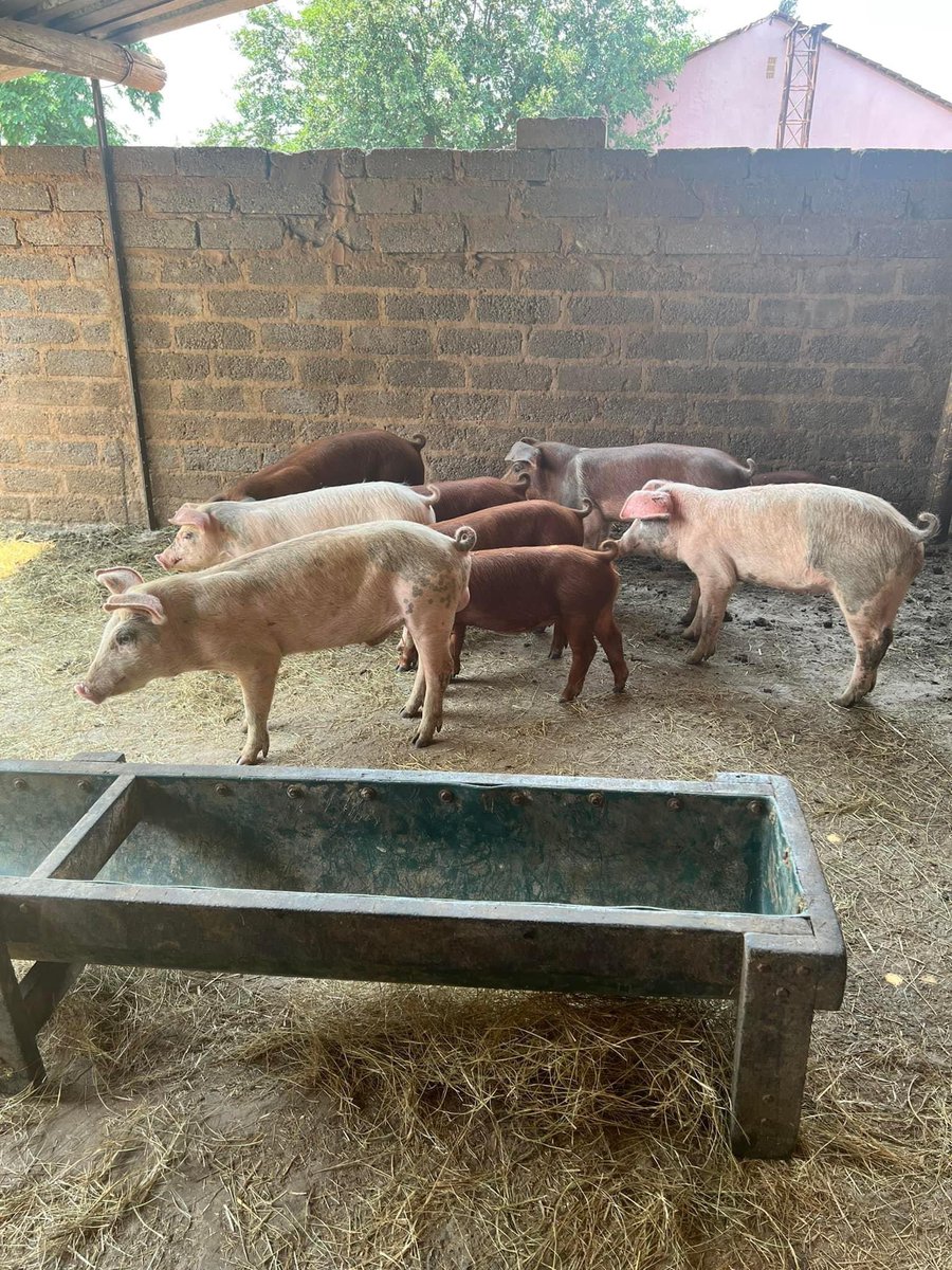 SphiweMashiyane's tweet photo. Weaners for sale(7 weeks old)
R750 each 
Nigel, Gauteng
0817362200 https://t.co/T82ujXD8Bq