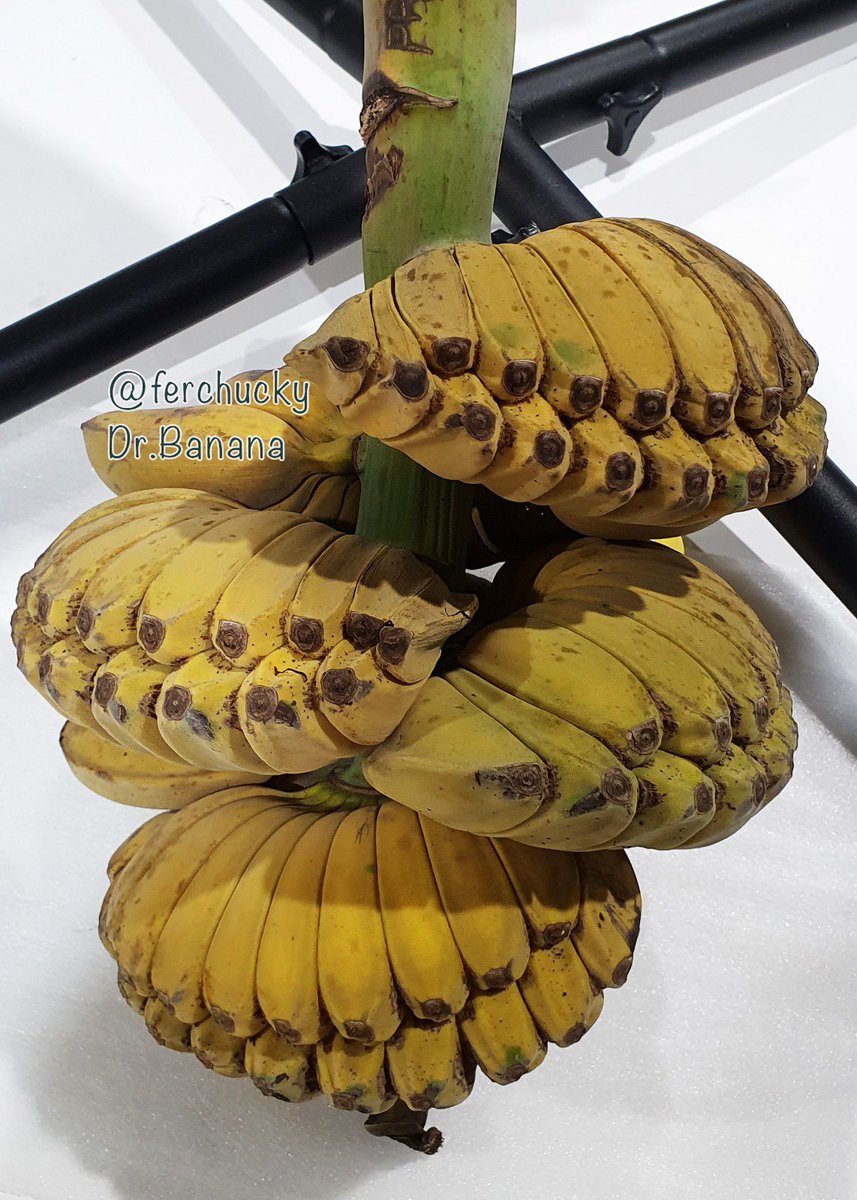 Guess the name of this banana cultivar. If you already know please 🙏 don’t spoil the game. 

🏆 A #bananatoon for the winner &amp; another for the most creative.

Retweet with your guess

😉