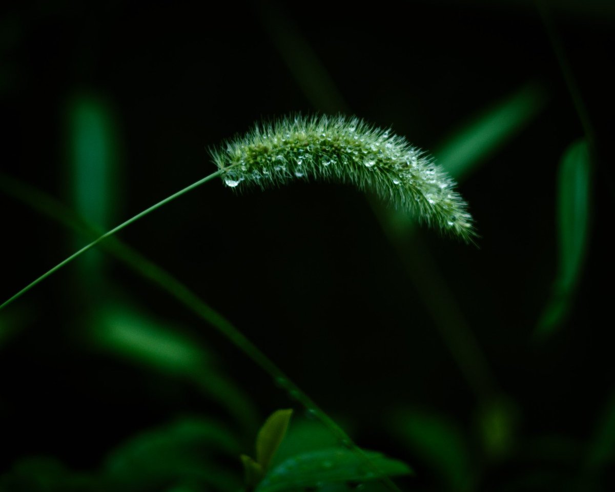 Setaria. I got a feeling to try to eat something that is not a food for the first time in my life ... kinda looked like some fruit 😵‍💫