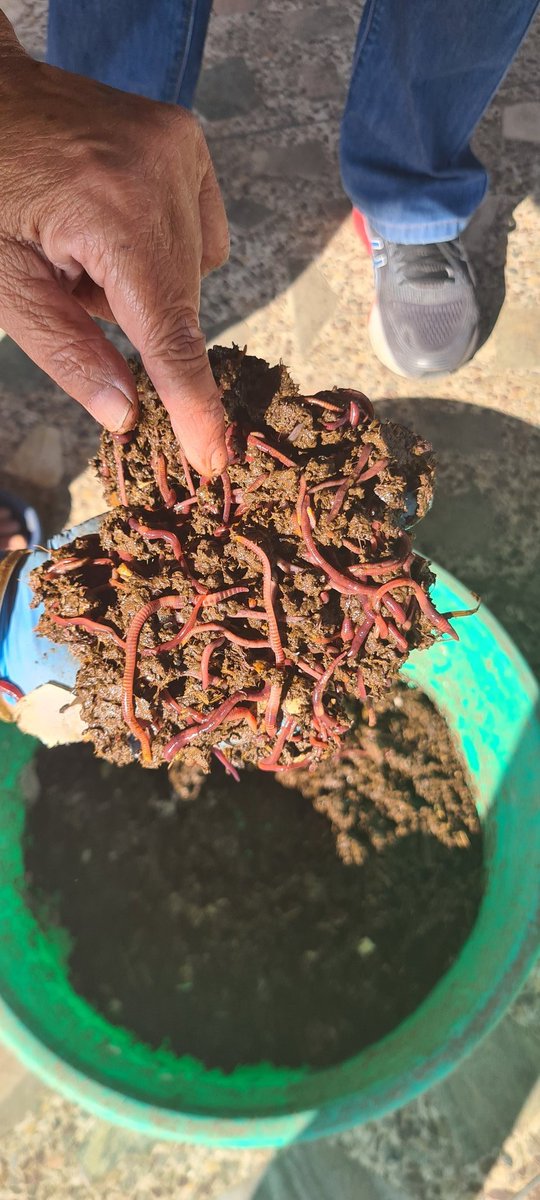bikashnabin1's tweet photo. #Vermicomposting #wastemanagement #compost #BlackGold #wastetovalue #redwiggler #earthworm #urbanwaste #circulareconomy https://t.co/pga2owAfme