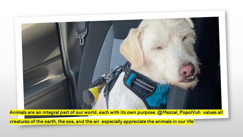 Mezcal_PopolVuh's tweet photo. @Mezcal_PopolVuh promoting animal welfare. #Oceanican #Makingabetterlife https://t.co/Cx83Ig9IVO