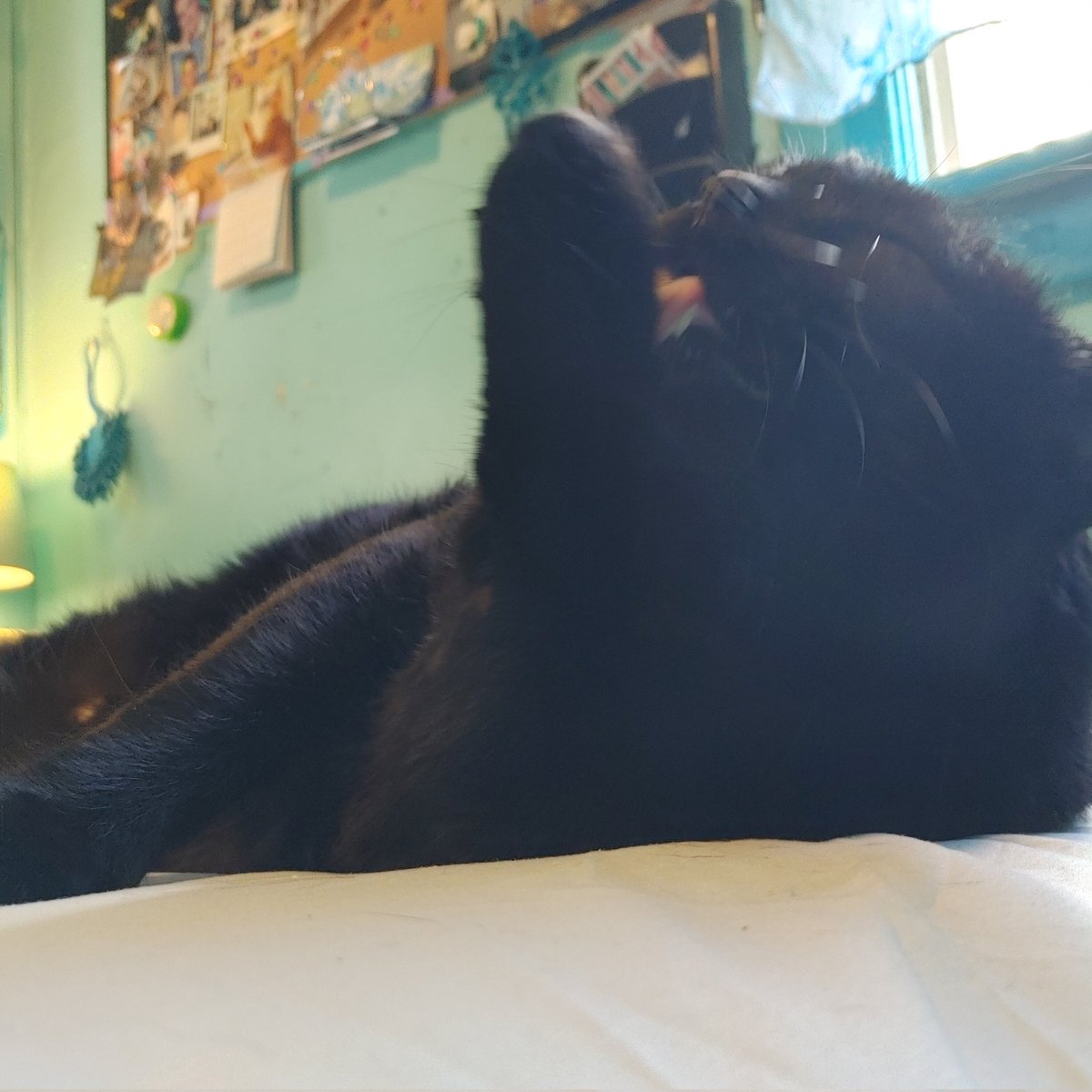 #Tongueottuesday  hey all happy tuesday hope you all get tuna #tunatuesday