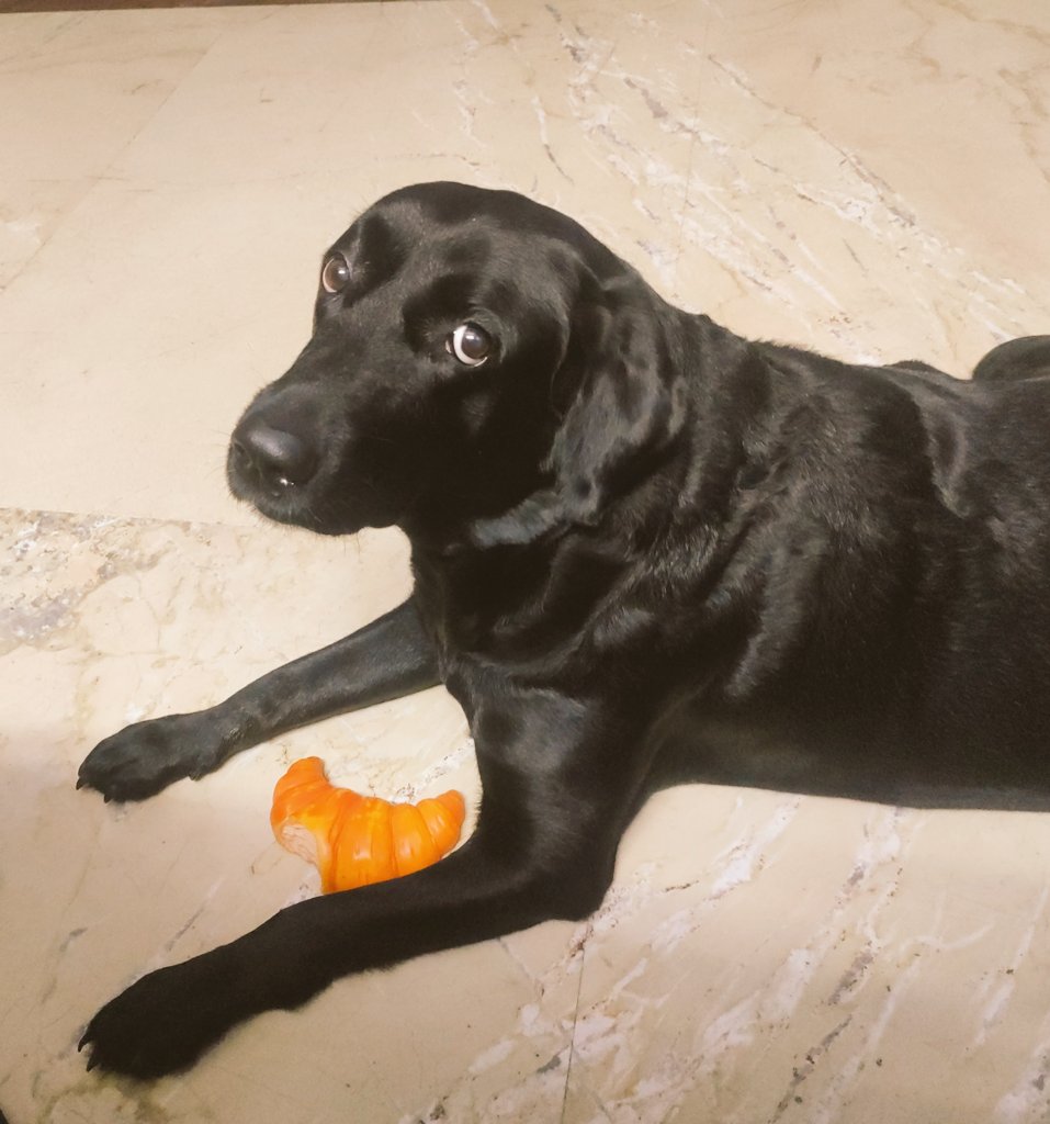 SamarikaIssar's tweet photo. Say hi to our Duggu :) https://t.co/TTVhsEJk0h
