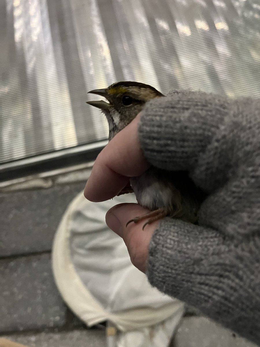 LightsOutBalt's tweet image. These migratory birds aren’t happy about being handled after suffering #windowcollisions, but they’ve got to go to @phoenixcenter for some TLC. 

#turnthelightsout #treatyourglass #charmcity
