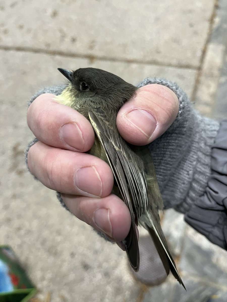 LightsOutBalt's tweet image. These migratory birds aren’t happy about being handled after suffering #windowcollisions, but they’ve got to go to @phoenixcenter for some TLC. 

#turnthelightsout #treatyourglass #charmcity