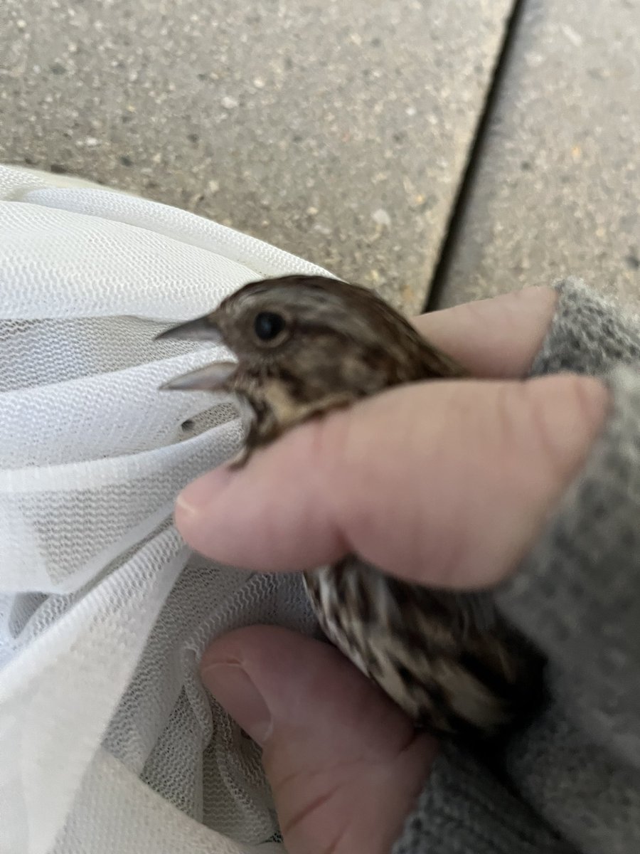 LightsOutBalt's tweet image. These migratory birds aren’t happy about being handled after suffering #windowcollisions, but they’ve got to go to @phoenixcenter for some TLC. 

#turnthelightsout #treatyourglass #charmcity