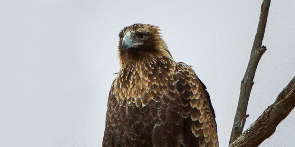 Researchers used GPS tracking to analyze the behavior of Tasmanian wedge-tailed eagles. Info on where behaviors occur on the landscape can guide planning for new roads, power lines, and wind turbines to minimize risk. Read more: ow.ly/LuYI50Lcsgo

📷 by Francesco Veronesi