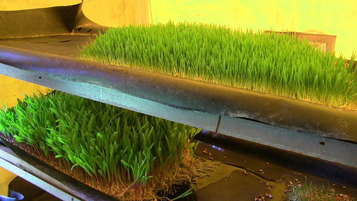 hawelti's tweet photo. #Eritrea: MoA Promotes Hydroponic Fodder Production to Alleviate Shortage of Animal Feed  

"MoA is carrying out considerable efforts to cascade the technology to all dairy cattle owners so that they are able to produce hydroponic fodder on their own..."

https://t.co/sx5u8DiDc4 https://t.co/IhRwHsbIpr
