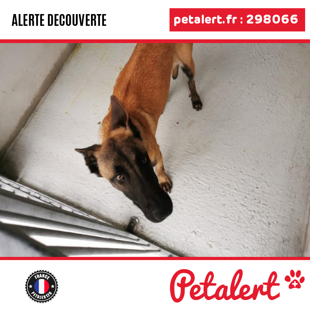 petalert_france's tweet photo. Trouvé #Chien #Yvelines #Epone #Petalert  #PetAlert78 / https://t.co/j04NaEtZ9X https://t.co/c8c4pfGjbd