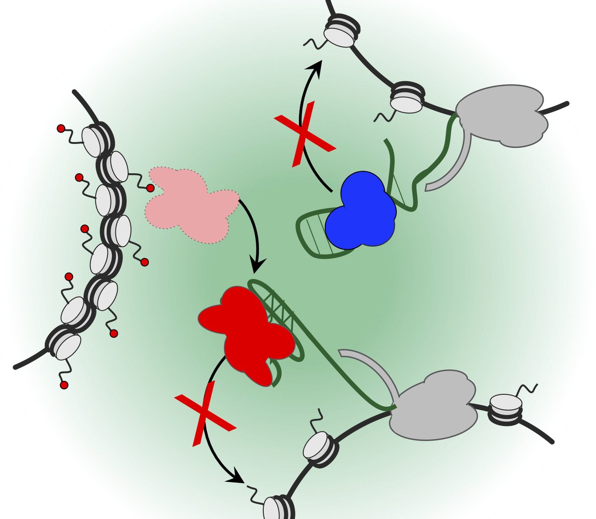 Richard Jenner (@reggenomics) on Twitter photo Interested in chromatin? Interested in RNA?? Interested in both chromatin and RNA?!
If so, come join our lab <a href="/uclcancer/">UCL Cancer Institute</a> to identify chromatin regulatory elements within nascent transcripts!
To apply: atsv7.wcn.co.uk/search_engine/…
E-mail r.jenner@ucl.ac.uk for more info.
Please RT! Interested in chromatin? Interested in RNA?? Interested in both chromatin and RNA?!
If so, come join our lab <a href="/uclcancer/">UCL Cancer Institute</a> to identify chromatin regulatory elements within nascent transcripts!
To apply: atsv7.wcn.co.uk/search_engine/…
E-mail r.jenner@ucl.ac.uk for more info.
Please RT!