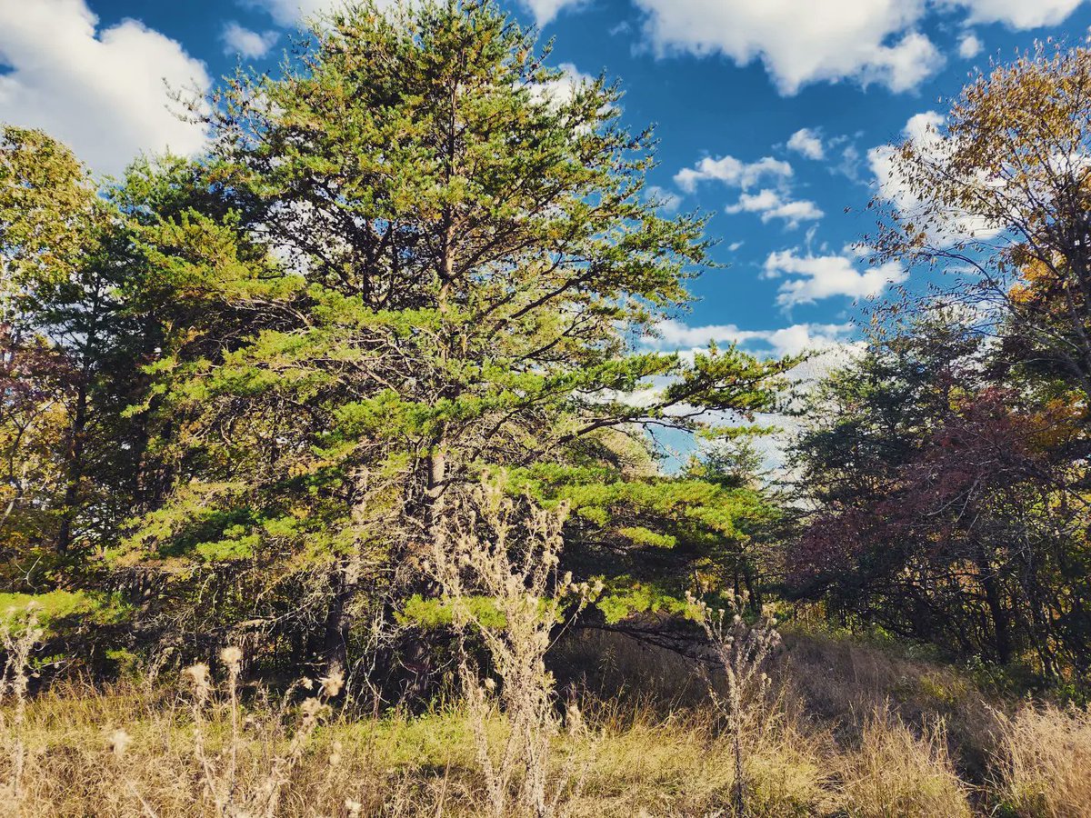 WVWhitetailCo's tweet photo. Can you spot the treestands??

We're a big fan of these hang-ons by @MuddyOutdoors. We have them all over our farm. If you're looking for a simple &amp; comfortable hang-on give these a try! https://t.co/xtuk8JmuGm